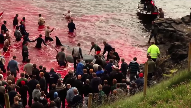 Brutalna rzeź waleni. Zabijanie dla przyjemności czyni z ludzi zwierzęta! 