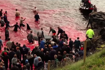 Brutalna rzeź waleni. Zabijanie dla przyjemności czyni z ludzi zwierzęta! 