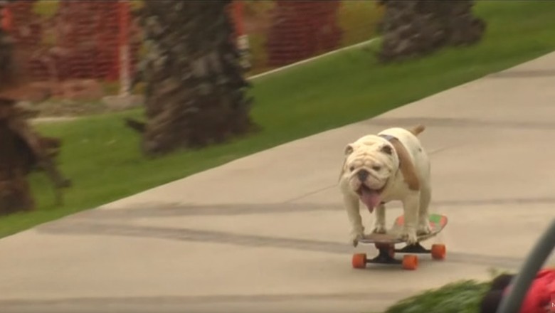 Buldog na deskorolce bije światowy rekord Guinnessa! Brzmi niesamowicie, wygląda jeszcze lepiej!