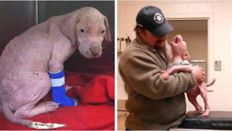 Był na skraju śmierci! Malutki pit bull nie mógł uwierzyć, że jego wybawca wrócił by go zaadoptować!