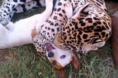 Byłam przekonana, że jaguar zagryzł tego psa! Dopiero patrząc z bliska zrozumiałam co się dzieje! 