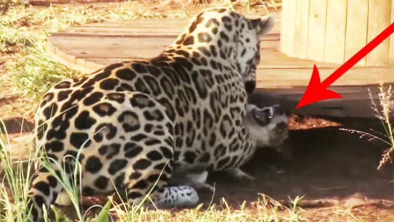 Byłam przekonana, że jaguar zagryzł tego psa! Jednak przyjrzałam się bliżej i uświadomiłam sobie TO!