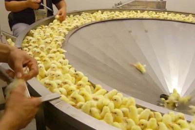 Będziesz przerażona jak to zobaczysz! Szokujące nagranie z kurzej farmy pokazuje kulisy hodowli!