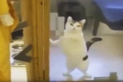 Chwyta za serce! Niesamowita reakcja zamkniętego w schronisku kota gdy zobaczył swojego człowieka!