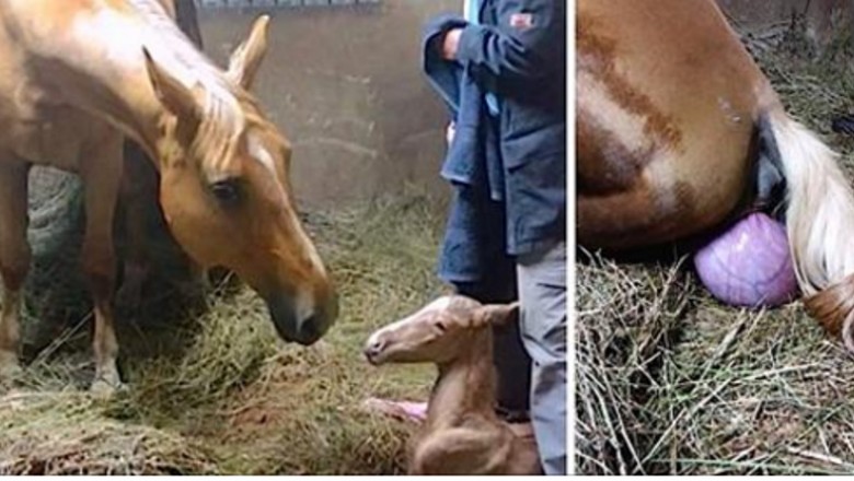 Ciężarna klacz rodzi piękne źrebię! Po chwili jednak zaczyna dziać się coś bardzo dziwnego! 