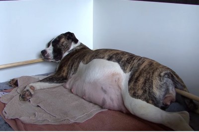 Ciężarna suczka skrywała w swoim brzuchu wielki sekret! Gdy przyszedł na świat pierwszy maluch zaniemówiłam!