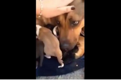 Czegoś takiego w życiu nie widziałam! Psia mama popłakała się bo uratowali jej szczenięta!