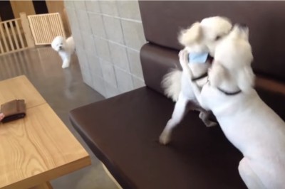 Dwa psy walczyły ze sobą na kanapie! Zobacz co się stało gdy pojawił się trzeci! 