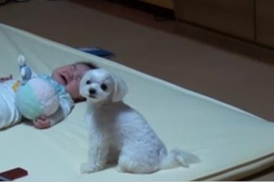 Dziecko nie przestawało głośno płakać! Ale zaczekaj aż zobaczysz co zrobił ten pies!