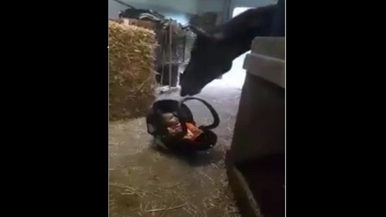 Dziecko w nosidełku leżało w stajni na podłodze! Reakcja konia gdy zaczęło płakać była zaskakująca!