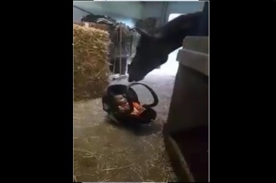 Dziecko w nosidełku leżało w stajni na podłodze! Reakcja konia gdy zaczęło płakać była zaskakująca! 