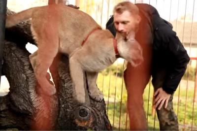 Facet trzyma w klatce złotą pumę! Miłośnik czy oprawca?