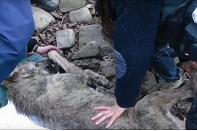 Gdy go znajdują jego serce przestaje bić! To co znaleźli w jego ciele wstrząsnęło wszystkimi! 