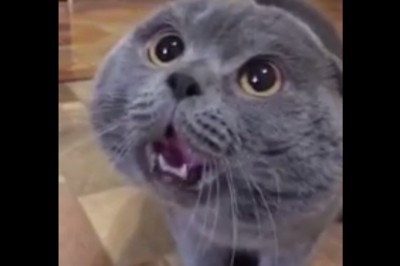 Gdy przekonywał, że jego kot umie mówić to się z niego śmiali! Wtedy pokazał to nagranie!
