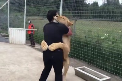 Gdy skoczyła mu na szyje to aż krzyknęłam! Niesamowita reakcja lwicy na opiekuna, który ją adoptował!