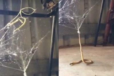 Gdy weszła do garażu oniemiała z przerażenia! W olbrzymiej pajęczynie uwięziony był wąż! 