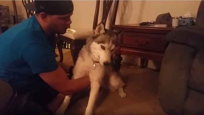 Husky, który nażarł się ciasteczek z marihuaną!
