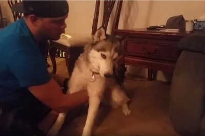 Husky, który nażarł się ciasteczek z marihuaną! 