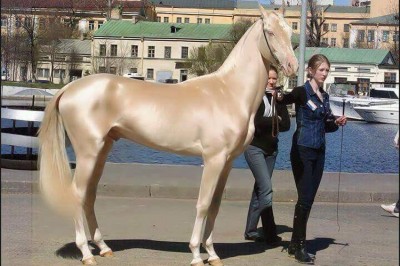 Jednogłośnie uznano, że to najpiękniejszy koń na świecie! Jego sierść wygląda jak jedwab! 