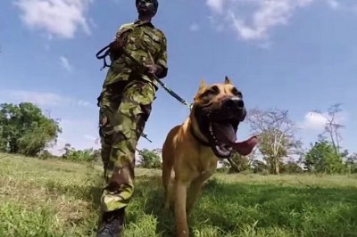 Jest ostatni w swoim gatunku i strzegą go te niesamowite psy! Fascynujące zwierzęta! 