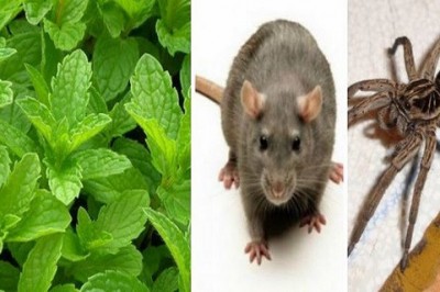 Jeśli masz tą roślinę w swoim domu to nie zobaczysz więcej myszy pająków ani innych insektów! 