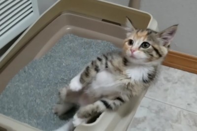 Kociak nauczył się korzystać z kuwety! Teraz zobacz jego niezwykła reakcję gdy chwali się Pani co zrobił! 