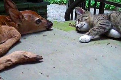 Kociak znalazł nowo narodzonego przerażonego jelonka! Zaciekawiony po prostu chciał się pobawić!