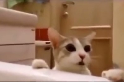 Kot był przekonany, że jego właścicielka topi się w wannie! Jego próba uratowania pani chwyta za serce!  