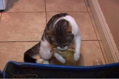 Kot został sam w mieszkaniu z trzema malutkimi kaczuszkami! To co nagrała kamera zaskoczyło nawet mnie!