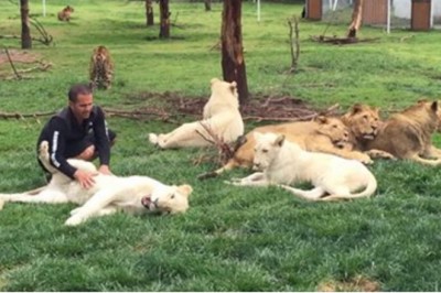 Lampart skrada się za jego plecami szykując atak! Teraz patrz na błyskawiczną reakcję tygrysa!