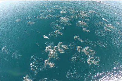 Latał dronem nad oceanem! W pewnym momencie robi zbliżenie i nie może uwierzyć w to co widzi!