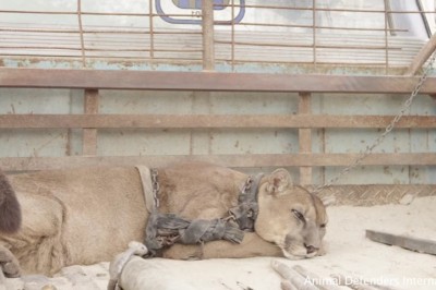 Lew górski spędził 20 lat na łańcuchu w niewoli! Jego reakcja gdy odzyskał wolność jest magiczna!