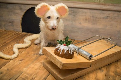 Ludzie nie wierzyli że, to jest jego pies! Zobacz niesamowite zdjęcia bardzo wyjątkowego psiaka! 