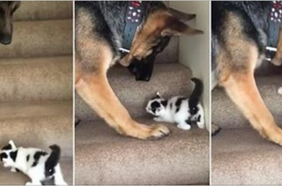 Malutki kociak nie może wejść po schodach! Reakcja tego wielkiego owczarka niemieckiego jest rozczulająca!