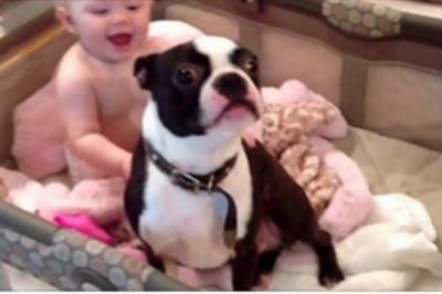 Mama karze psu wyskoczyć z kołyski! Jego nieposłuszeństwo wywołuje zaskakującą reakcje malucha!