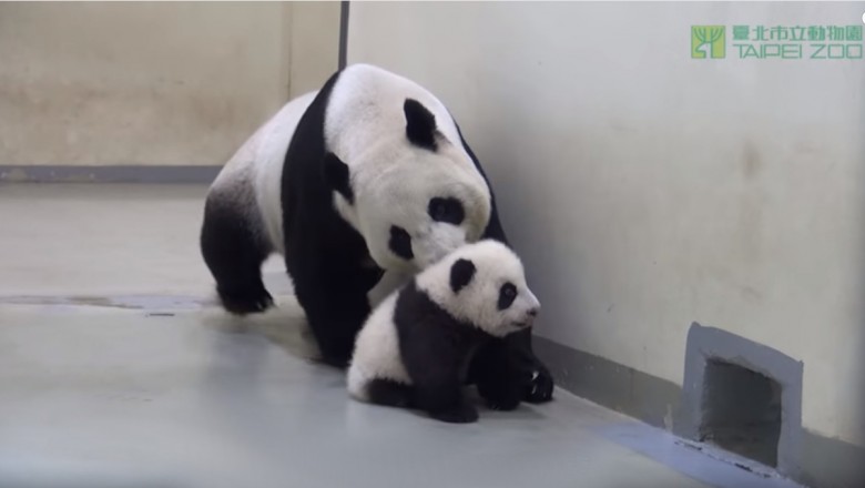 Mama panda opiekująca się swoim maluszkiem. Najsłodsze wideo miesiąca!