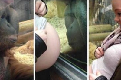 Mama pokazuje brzuszek orangutanowi w ZOO! Emocjonalna reakcja zwierzęcia jest bardzo ludzka!