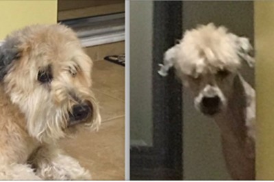 Mama postanowiła ostrzyć swojego ulubieńca! Nie uwierzysz jak wygląda gdy skończyła go golić! 