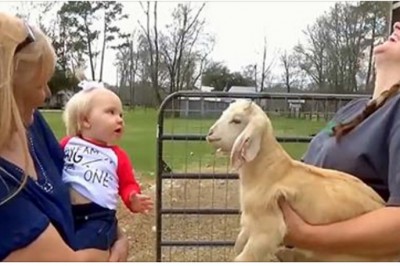Mama z córeczką podchodzą do młodej kozy! Gdy usłyszysz rozmowę tych maluchów to padniesz! 