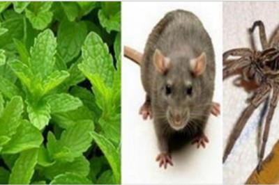 Masz dość myszy, pająków i insektów w domu? Zadbaj, żeby ta roślina zawsze była w Twoim domu! 