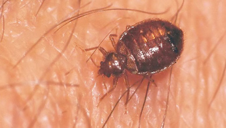 Masz je w swoim domu! Najbardziej obrzydliwe insekty zamieszkujące każde mieszkanie!