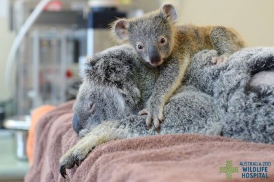 Mała koala tuli się do nieprzytomnej mamy, podczas gdy ta przechodzi operację.