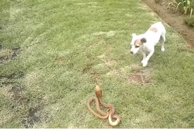 Mały piesek bohaterem! Terier pokazuje jadowitej kobrze kto rządzi na tym podwórku! 
