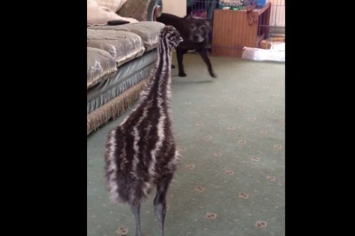 Mały struś odstawia niesamowity taniec na widok psa wchodzącego do pokoju! Popłakałam się! 