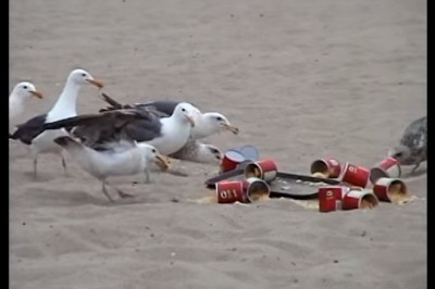 Mocno przegięta akcja! Nafaszerowali mewy środkiem przeczyszczającym na plaży pełnej turystów!
