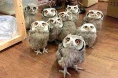 Myślałam, że widziałam już wszystkie słodkie sowy, ale te maluchy to już słodka przesada! Zobacz sama! 