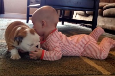 Myślałam, że wycałuje go na śmierć! Niesamowita relacja między malutkim buldogiem i dzieckiem!