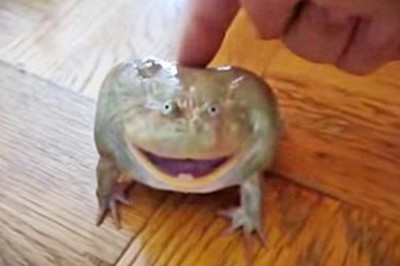 Myślałem, że to żart! Żaba która reaguje krzykiem na ludzki dotyk brzmi tak niesamowicie, że musisz posłuchać!
