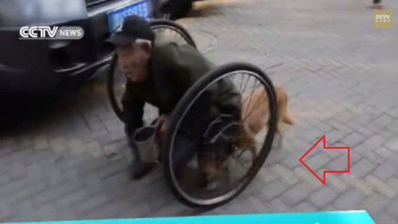 Mężczyzna bez nóg porusza się tylko dzięki pomocy swojego psa. Co będzie gdy go zabraknie?