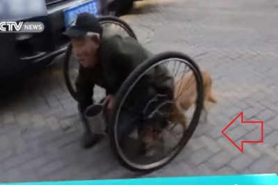 Mężczyzna bez nóg porusza się tylko dzięki pomocy swojego psa. Co będzie gdy go zabraknie? 